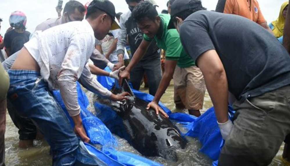 Endonezya’da 46 pilot balina kıyıya vurdu