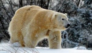 Erkek kutup ayısı çiftleşme girişimi esnasında dişiyi öldürdü