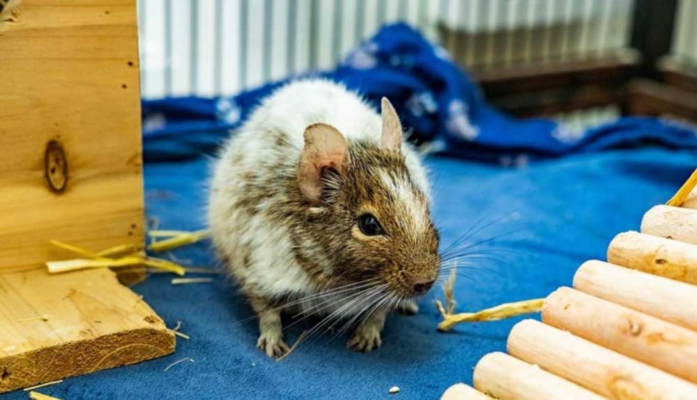 Erkekler-tarafından-reddedilen-funda-sıçanı-için-dişi-partner-aranıyor