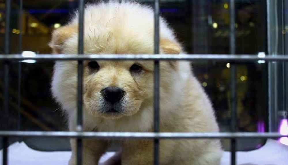 İkizdere'de evcil hayvan satışı yasaklandı