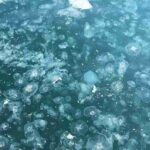 İstanbul Boğazı'nda denizanası istilası