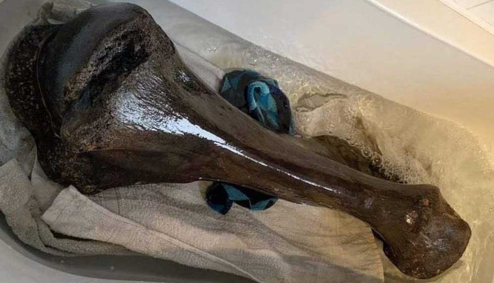 İngiltere'de 125 bin yıl öncesine ait fil fosili bulundu