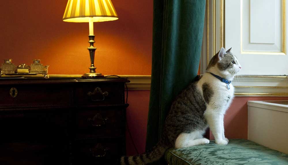 İngiltere’nin resmi fare avcısı kedi Larry, tam 10 yıldır görevinin başında