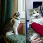 İngiltere’nin-resmi-fare-avcısı-kedi-Larry,-tam-10-yıldır-görevinin-başında