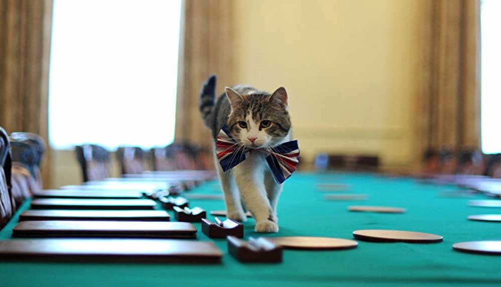 İngiltere’nin resmi fare avcısı kedi Larry, tam 10 yıldır görevinin başında