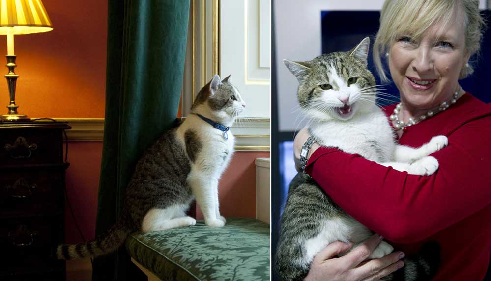 İngiltere’nin-resmi-fare-avcısı-kedi-Larry,-tam-10-yıldır-görevinin-başında