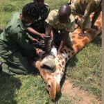 Kenya'da nesli tükenmekte olan 3 Rothschild zürafası elektrik tellerine takılarak öldü