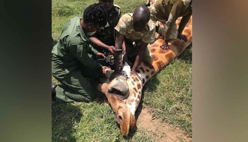 Kenya'da nesli tükenmekte olan 3 Rothschild zürafası elektrik tellerine takılarak öldü