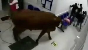 Kolombiya'da inek, hastanesinin acil bölümüne daldı. 4 kişi yaralandı