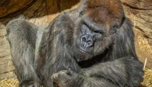 Kovid-19'a yakalanan yaşlı goril, Trump'a uygulanan tedaviyle iyileşti