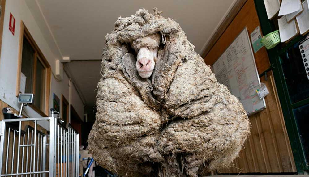 Koyun Baarack'tan 35 kilogramdan fazla yün kırpıldı