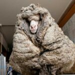 Koyun-Baarack'tan-35-kilogramdan-fazla-yün-kırpıldı