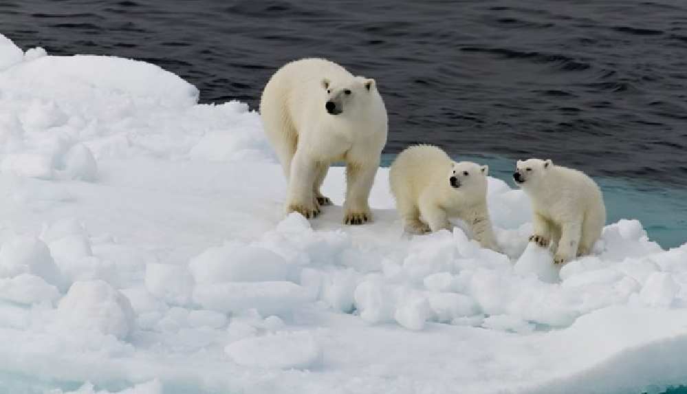 Kutup ayıları açlıktan ölüyor