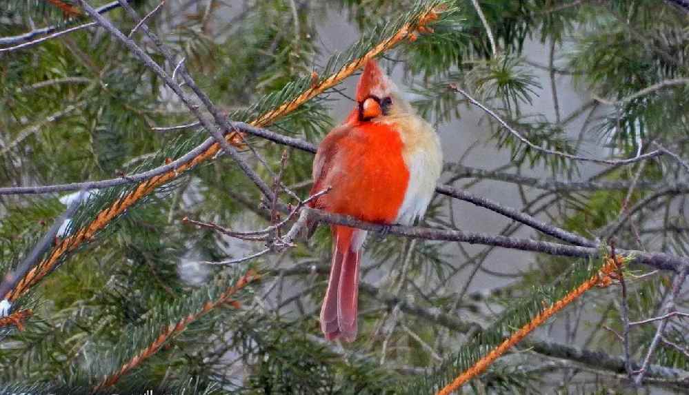 "Milyonda bir rastlanılan" yarı erkek yarı dişi kardinal kuşu görüldü