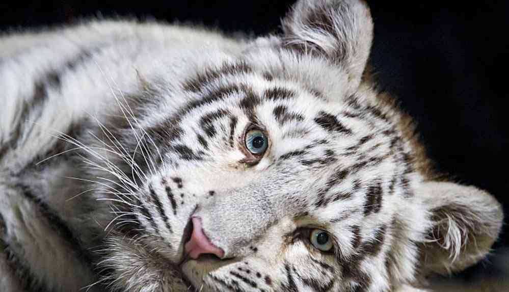 Nadir-görülen-beyaz-kaplan-yavruları-Covid-19-nedeniyle-öldü