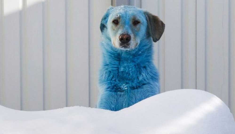 Rusya, maviye boyanmış sokak köpeklerinin gizemini çözmeye çalışıyor