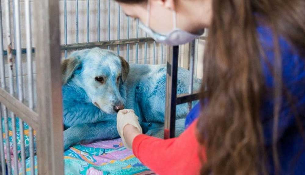 Rusya, maviye boyanmış sokak köpeklerinin gizemini çözmeye çalışıyor