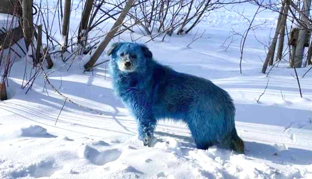 Rusya, maviye boyanmış sokak köpeklerinin gizemini çözmeye çalışıyor