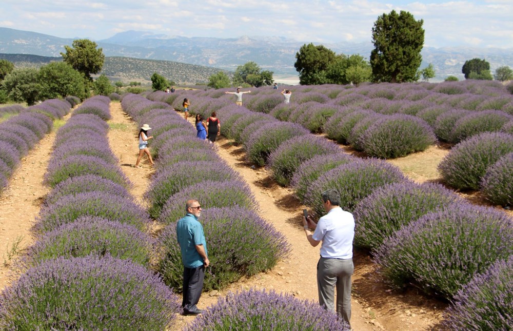 'Türkiye'nin lavanta bahçesi'nde daha koronavirüse rastlanmadı
