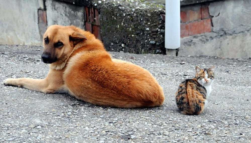Sahipli-kedi-ve-köpeklerin-kimliklendirilmesi-zorunlu-oluyor