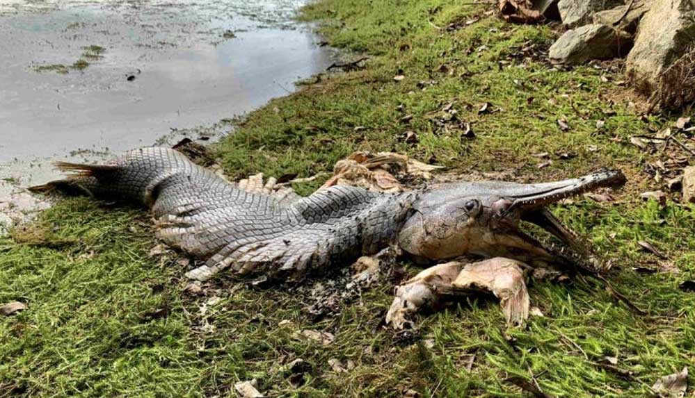 Singapur'da timsaha benzeyen, dev çeneli ve keskin dişli balık bulundu