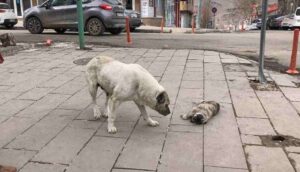 Sokak köpeği, ölen yavrusunun başında bekledi