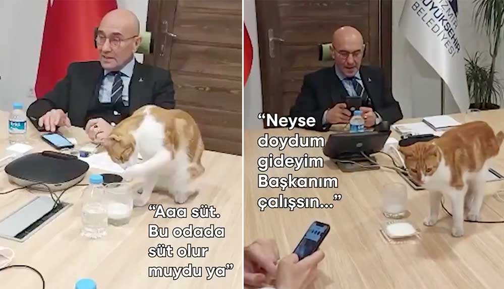 Tunç-Soyer'den-'Dünya-Kediler-Günü'-paylaşımı