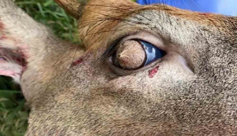 Uzmanlar _tüylü gözlü_ geyiğin nasıl bu hale geldiğini açıkladı