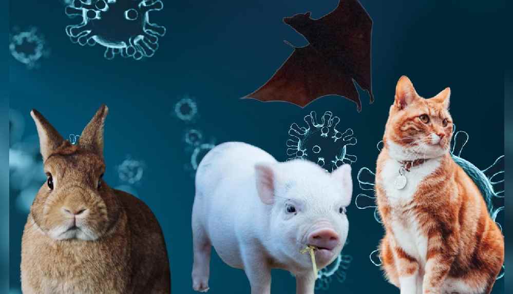 Yeni pandemiye neden olabilecek 876 memeli belirlendi