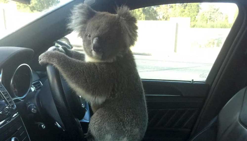 Zincirleme trafik kazasına neden olan koala yakalandı