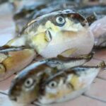 ‘Popülasyonunu dengede tutmak için derisinden cüzdan gibi aksesuarlar yapılmalı’ 4 ‘Popülasyonunu dengede tutmak için derisinden cüzdan gibi aksesuarlar yapılmalı’