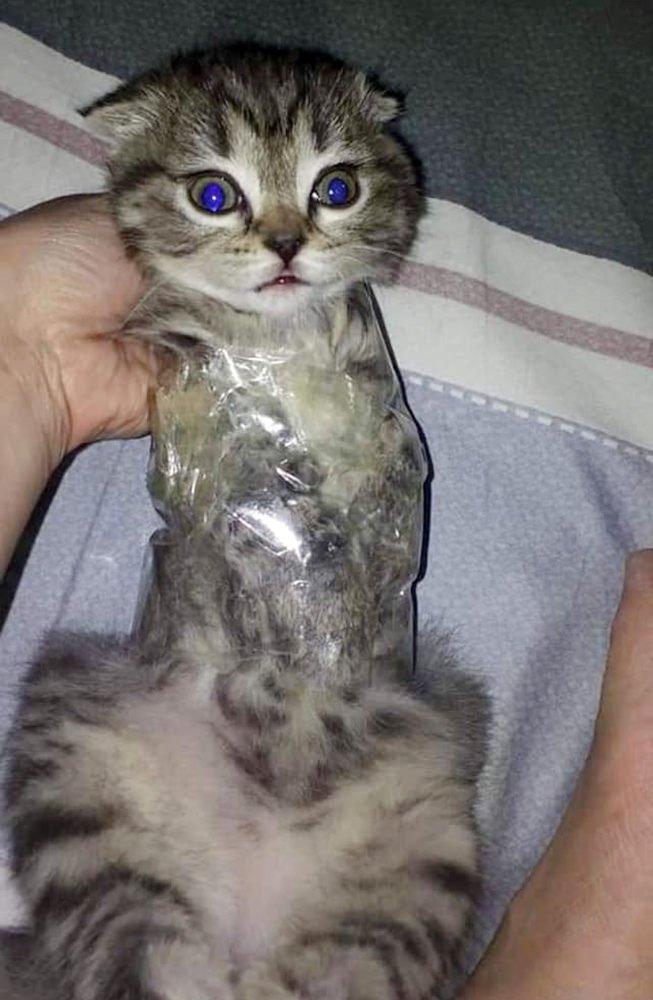 Yavru kediyi streç filme sarıp fotoğrafını paylaşan kişi tutuklandı