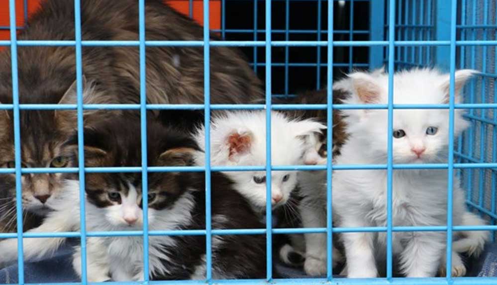 Ankara'da-uygunsuz-ortamda-beslenip,-üretimi-yapılan-29-Norveç-orman-kedisine-el-konuldu