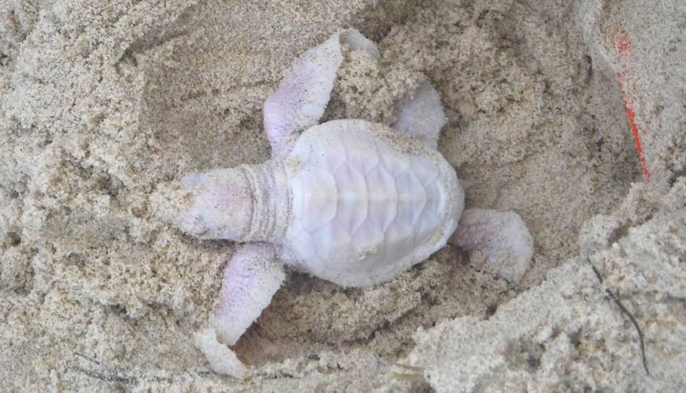 Avustralya’da hayatta kalma mücadelesi veren yavru albino kaplumbağa bulundu