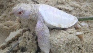 Avustralya’da hayatta kalma mücadelesi veren yavru albino kaplumbağa bulundu