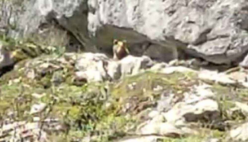 Bartın'da-iki-genç,-kış-uykusundan-uyanan-ayıyla-karşılaştı--'Yeni-mi-uyandın-aslan,-selamün-aleyküm'