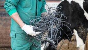 Beslenme güçlüğü çektiği için ameliyat edilen ineğin karnından 15 kiloluk halat çıktı
