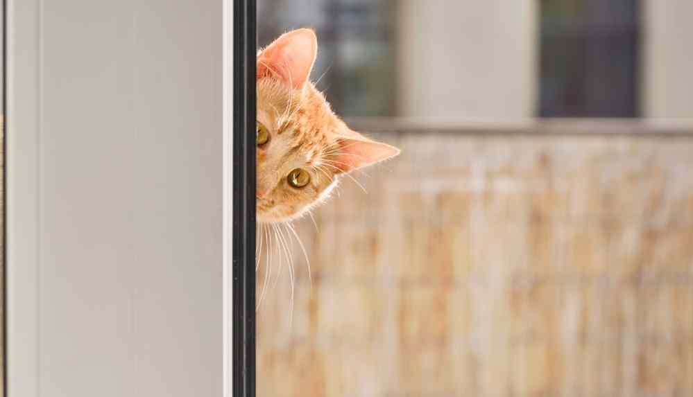 CIA'nin Sovyet ajanları izlemek için casus kediler yetiştirdiği ortaya çıktı