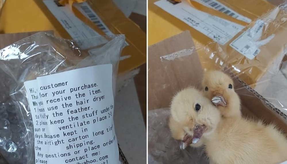 Çin'den gelen isimsiz kargo kolisinden üç başlı ördek çıktı