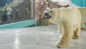 Çin'de 'Dünyanın ilk kutup ayısı oteli' tepkilere rağmen açıldı