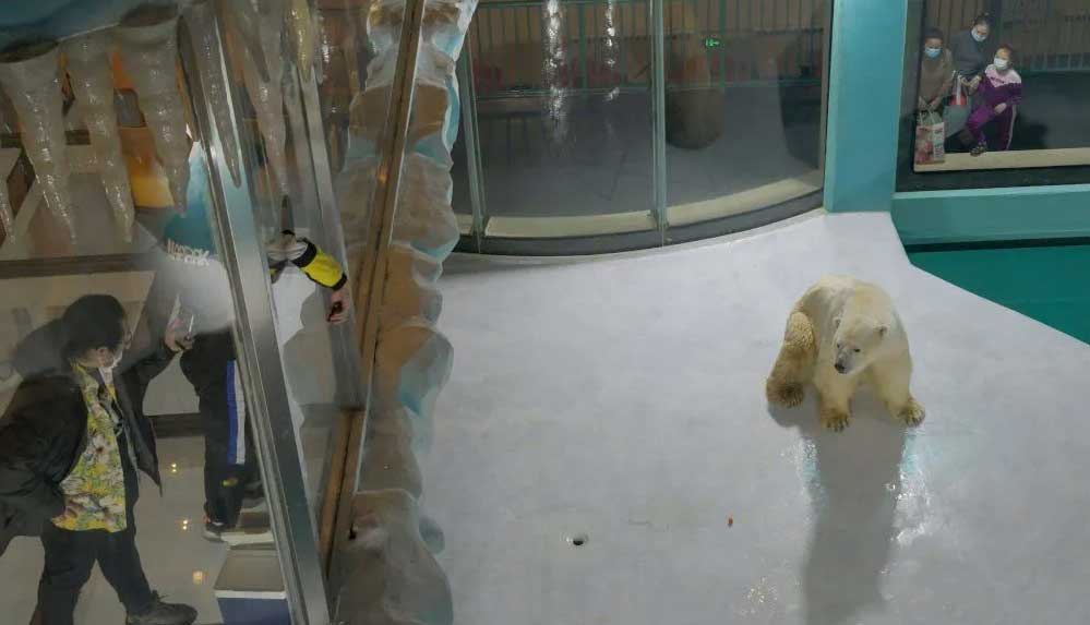 Çin'de 'Dünyanın ilk kutup ayısı oteli' tepkilere rağmen açıldı