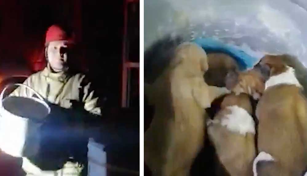 Ekrem-İmamoğlu,-çöpe-atılan-yavru-köpekleri-paylaştı--Vicdan-sahibi-biri-bunu-yapmaz