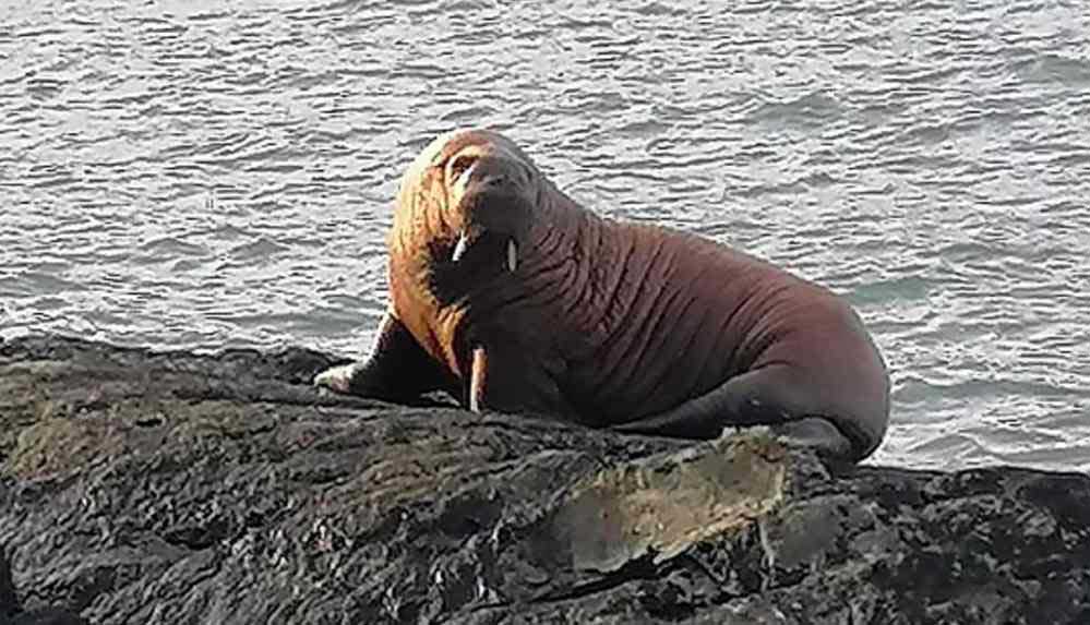 Eriyen-buz-kütlesi-üzerinde-uyuyakalan-Deniz-Aygırı,-kendini-İrlanda’da-buldu