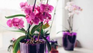 Evde orkide bakımı nasıl yapılmalı?