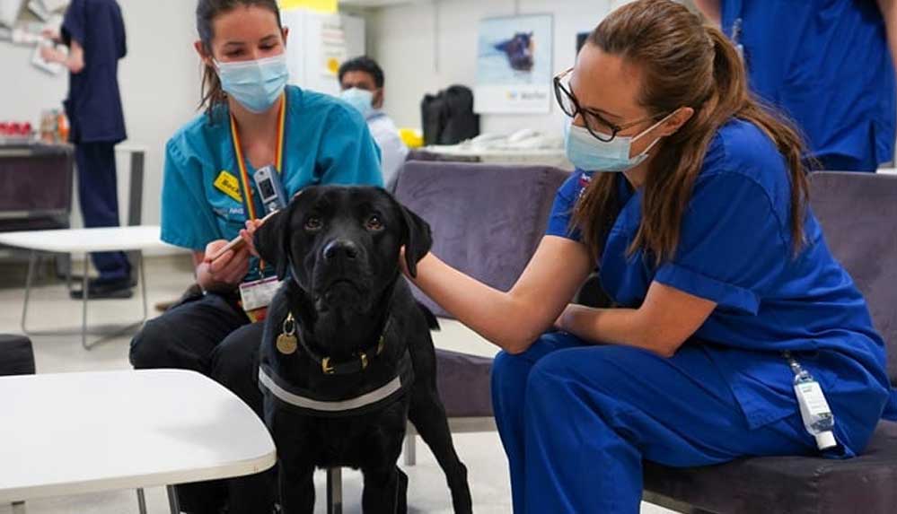 Fazla-sosyal-olduğu-için-narkotikten-alınan-Dexter-artık-‘iyilik-köpeği’