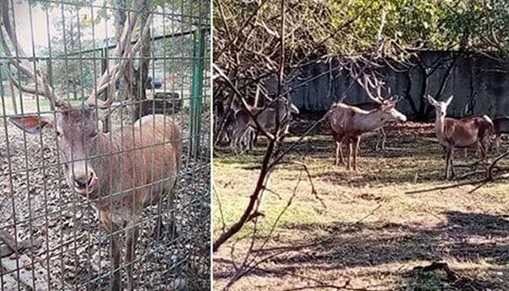 Hayvanat bahçesindeki geyiği kaçırıp yiyen 2 kişi tutuklandı