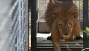 Hayvanat bahçesinde kafese atlayan "sarhoş" adam, aslandan yediği pençe ile ağır yaralandı