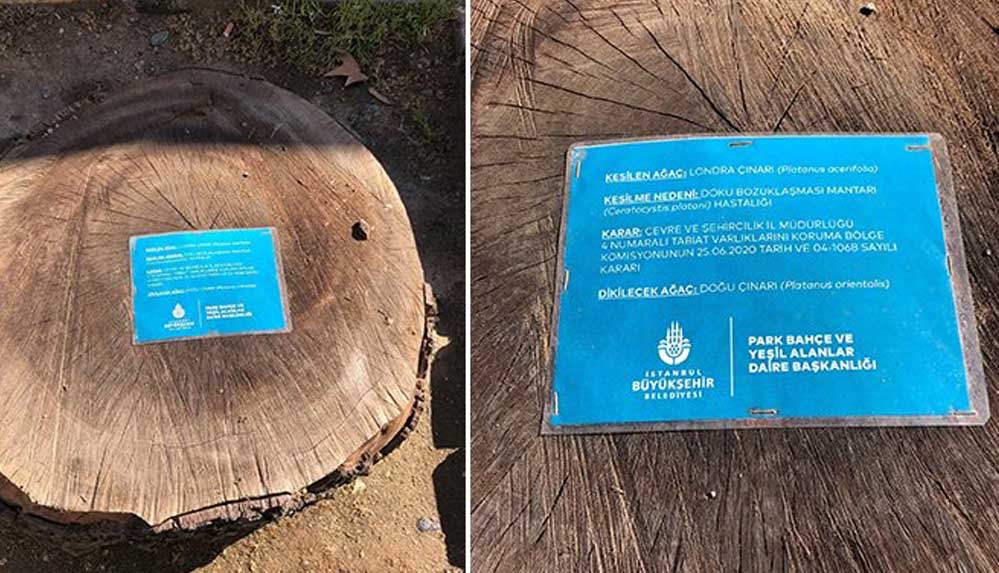 İBB’den kesilen ağaçlar için bilgilendirme kartı