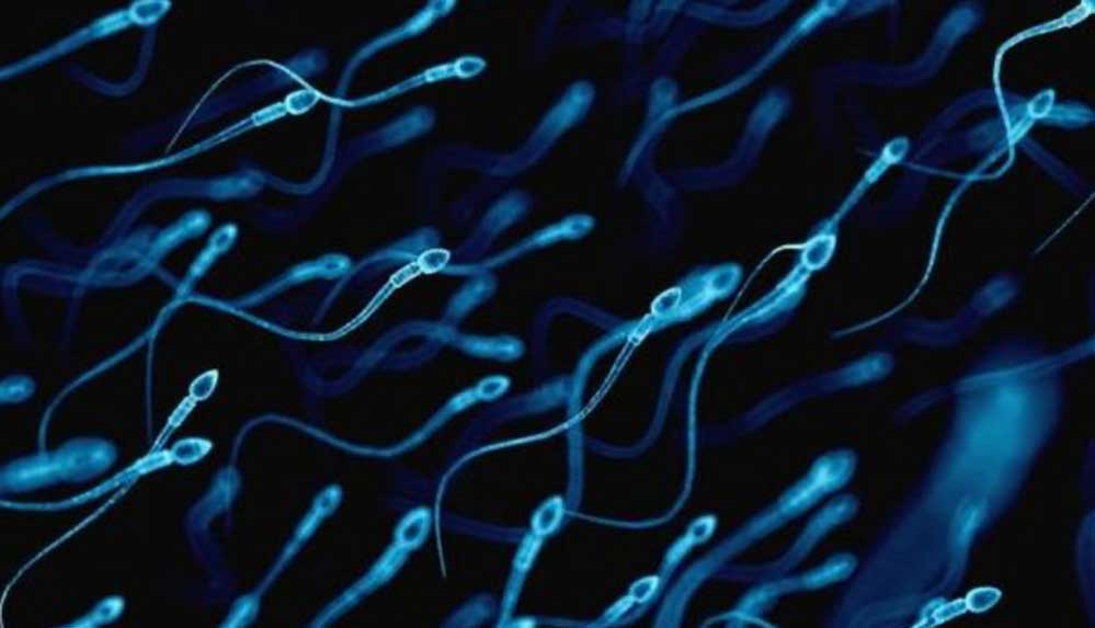 İnsan nesli tehlikede: 2045 yılında sperm sayısı '0' olacak