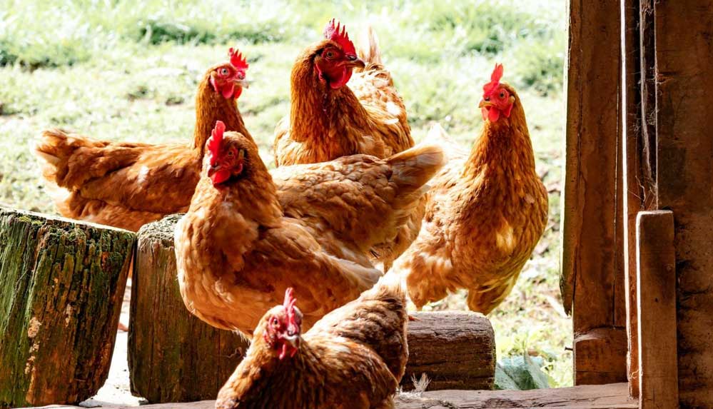 İtalyan-tankı-kazara-tavuk-kümesini-havaya-uçurdu